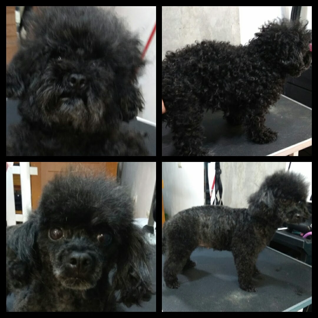 Peluquería Canina Foto 38