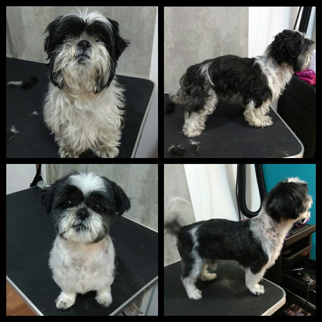 Peluquería Canina Foto 39