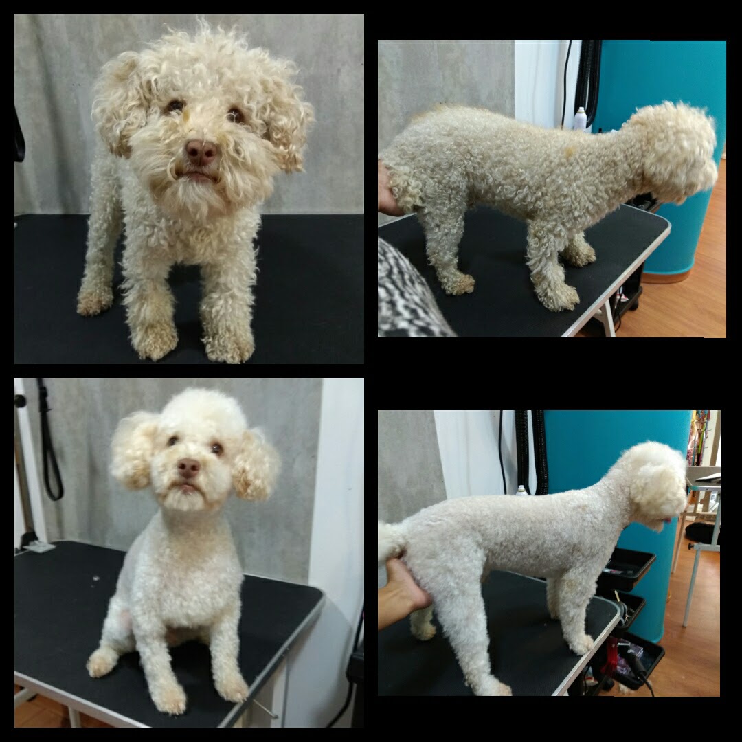 Peluquería Canina Foto 40