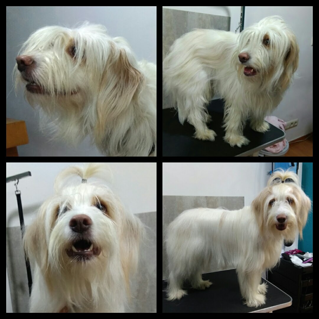 Peluquería Canina Foto 41