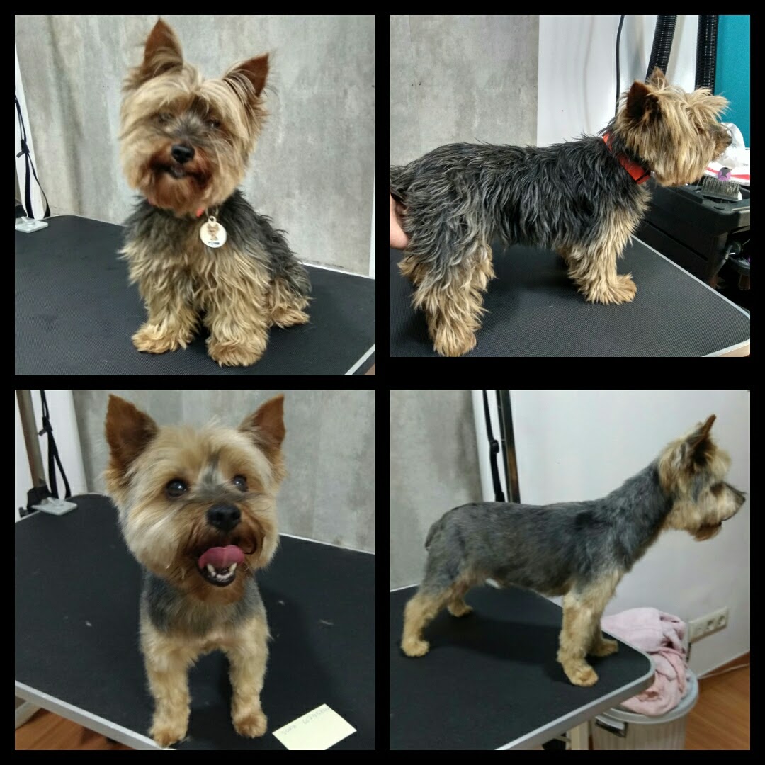 Peluquería Canina Foto 42