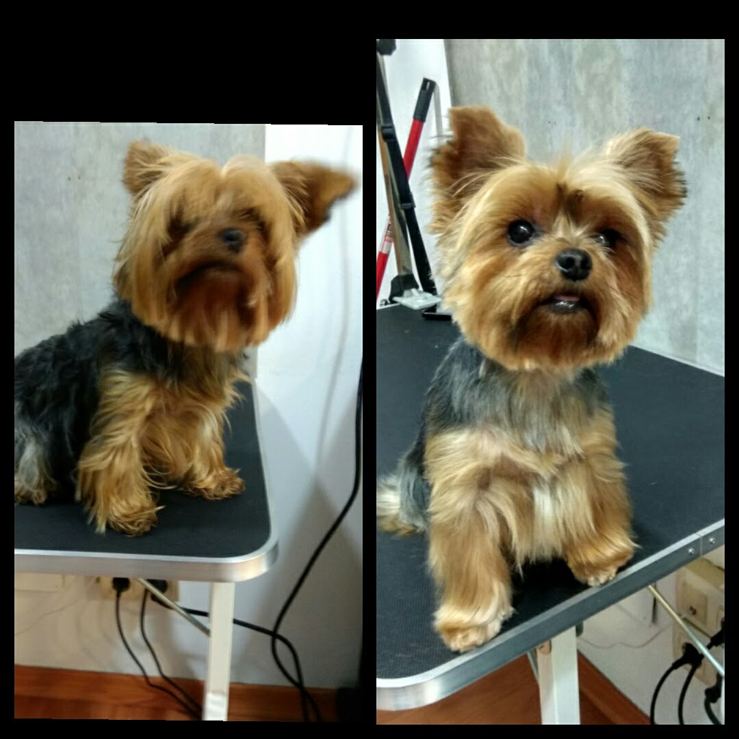 Peluquería Canina Foto 43