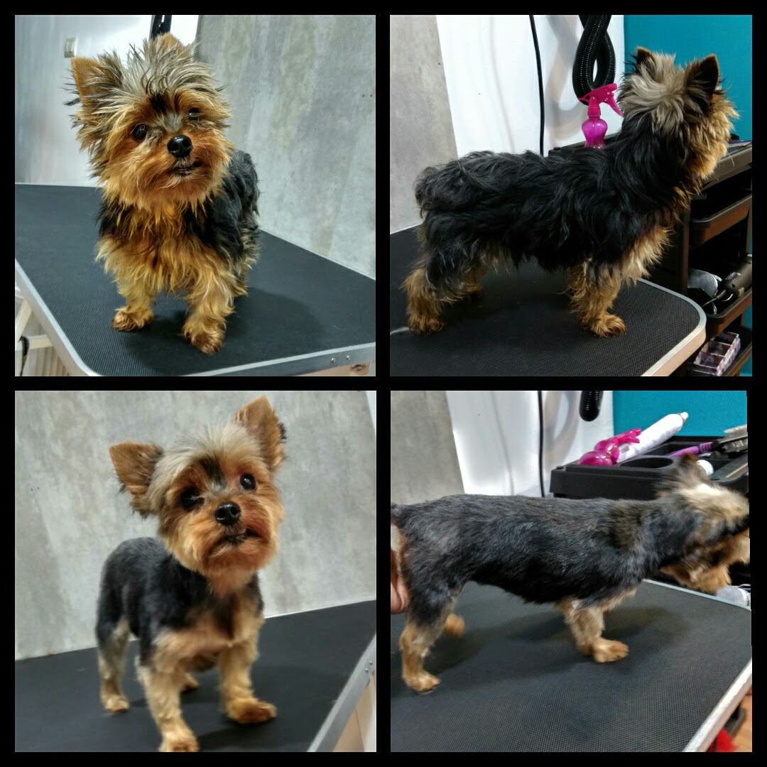 Peluquería Canina Foto 44