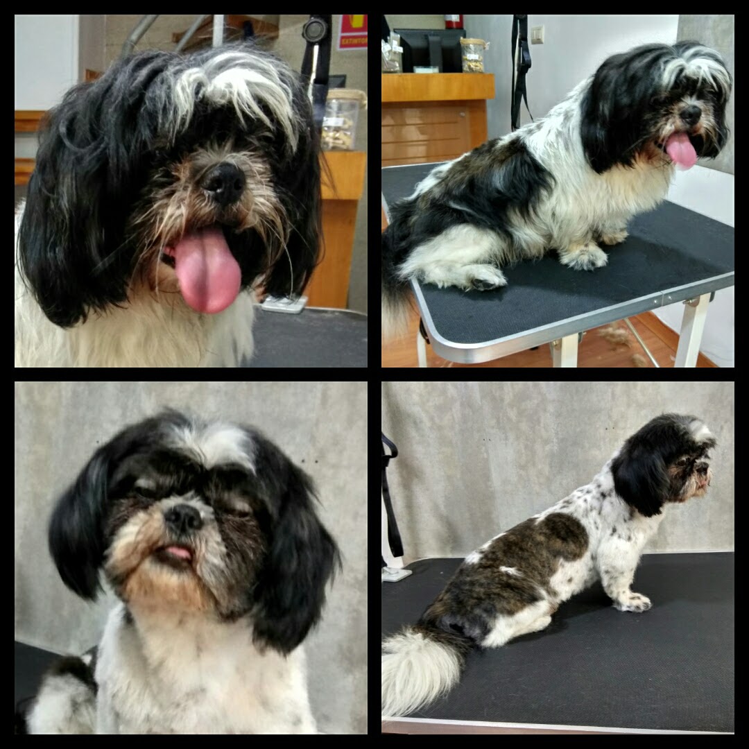 Peluquería Canina Foto 45