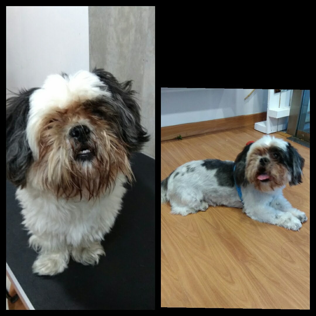 Peluquería Canina Foto 47