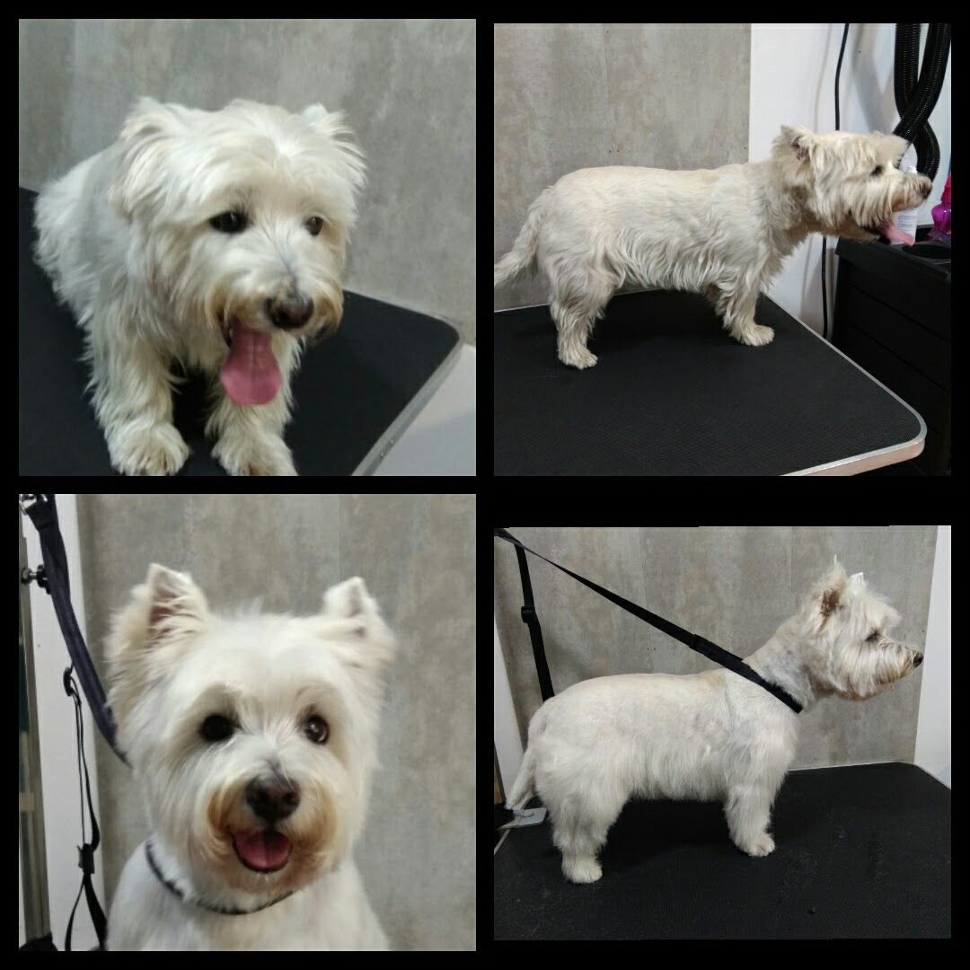 Peluquería Canina Foto 48