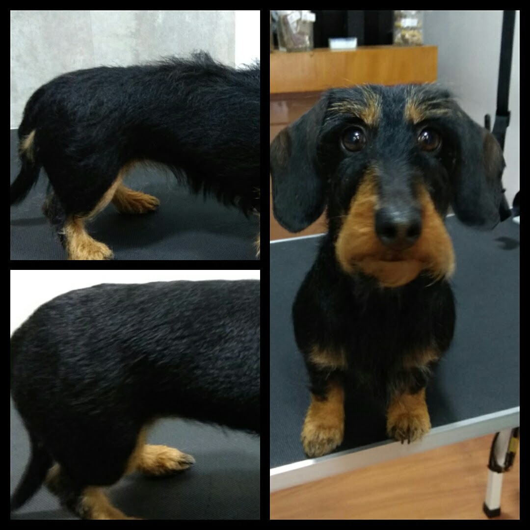 Peluquería Canina Foto 49