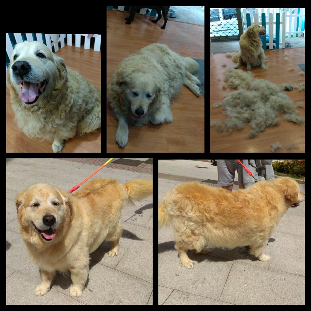 Peluquería Canina Foto 50