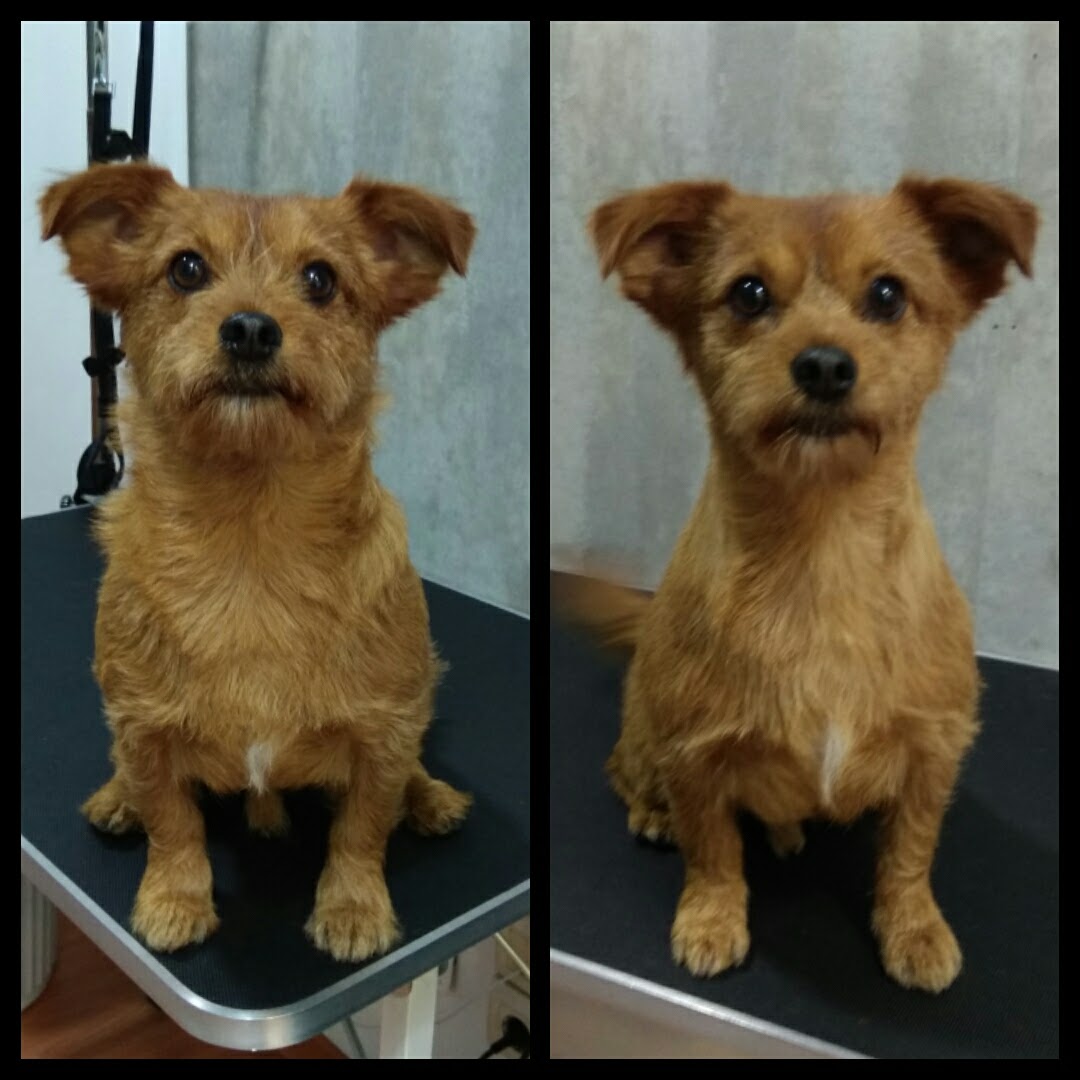 Peluquería Canina Foto 51