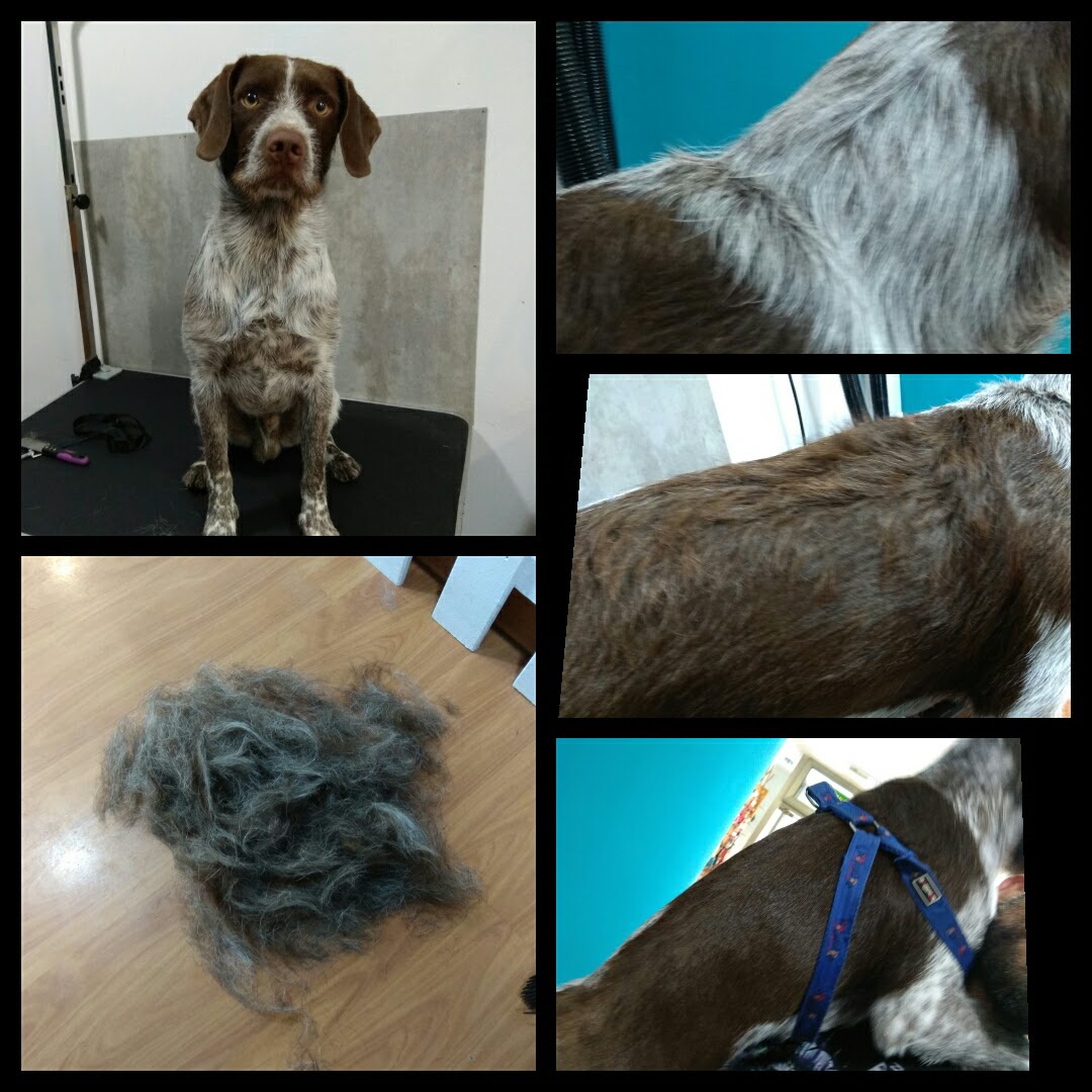 Peluquería Canina Foto 52