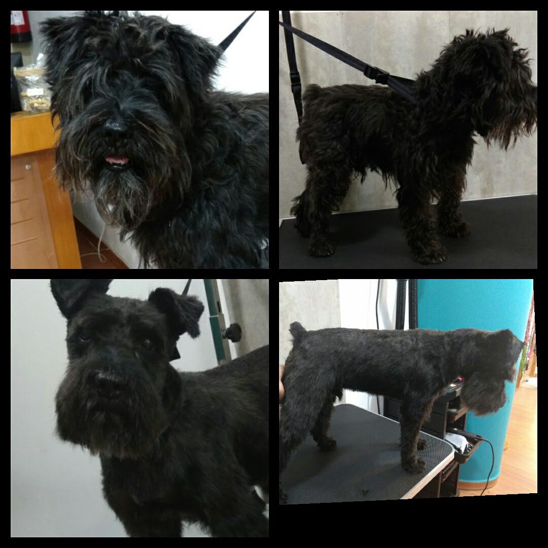 Peluquería Canina Foto 53