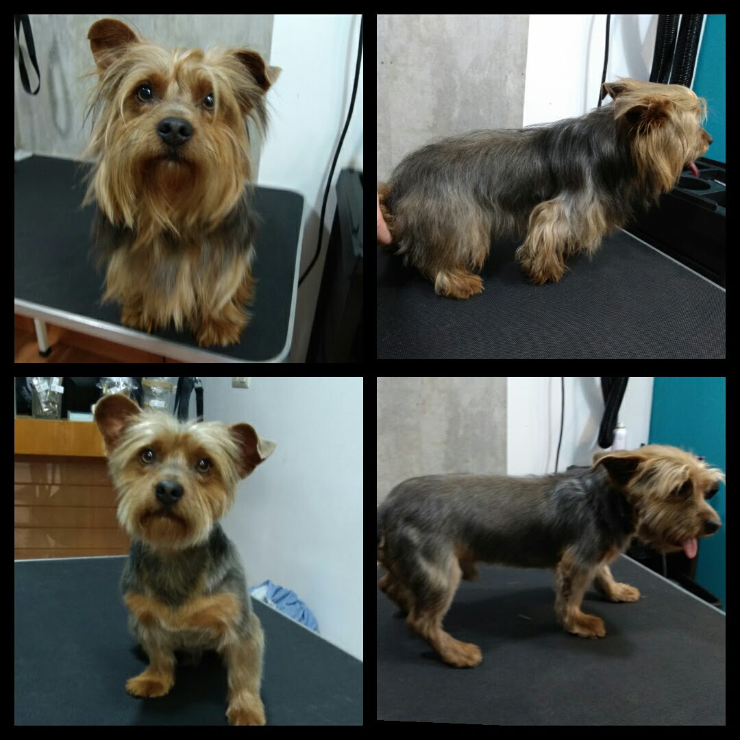 Peluquería Canina Foto 54
