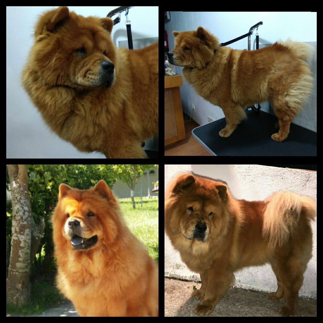 Peluquería Canina Foto 55