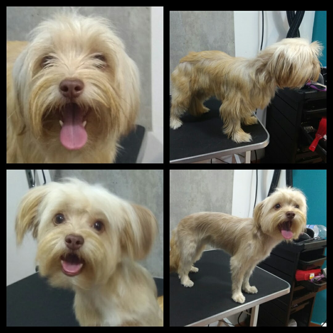Peluquería Canina Foto 56