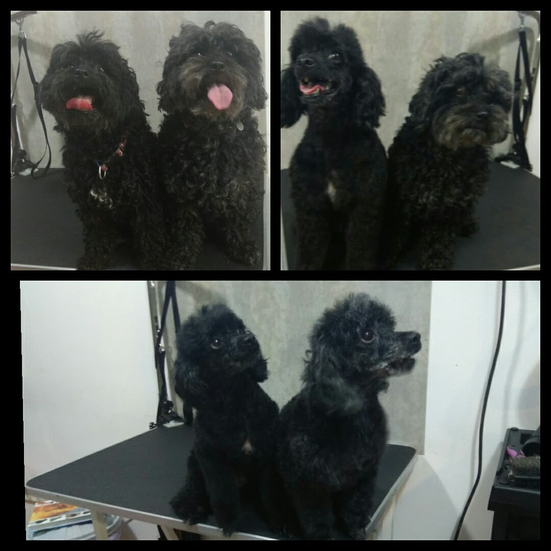 Peluquería Canina Foto 57