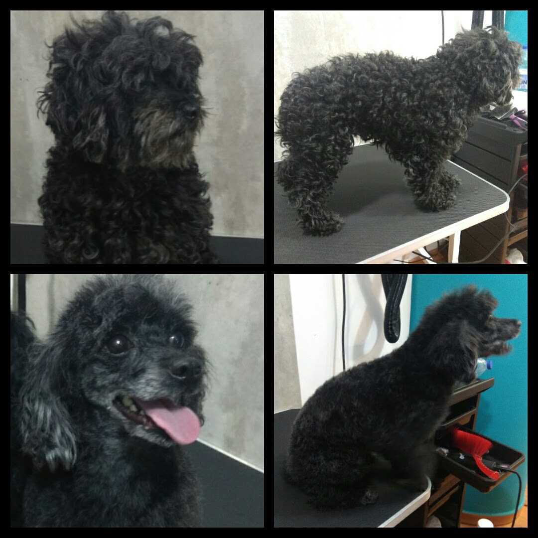 Peluquería Canina Foto 58