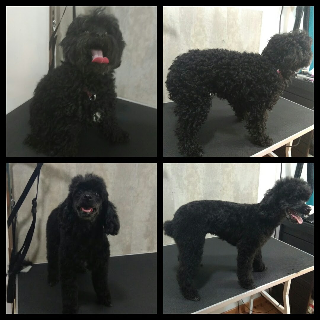 Peluquería Canina Foto 59