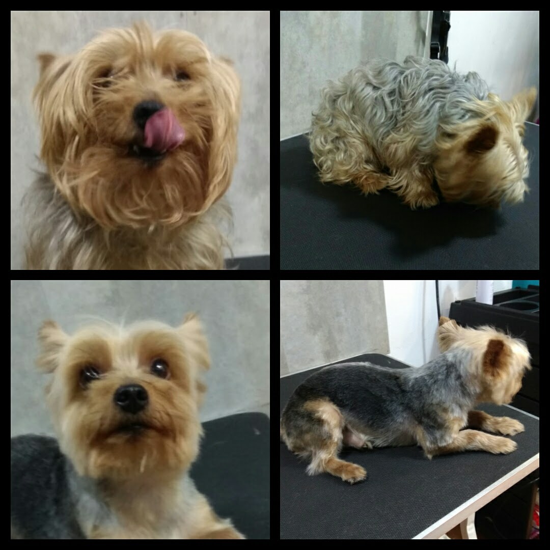 Peluquería Canina Foto 60