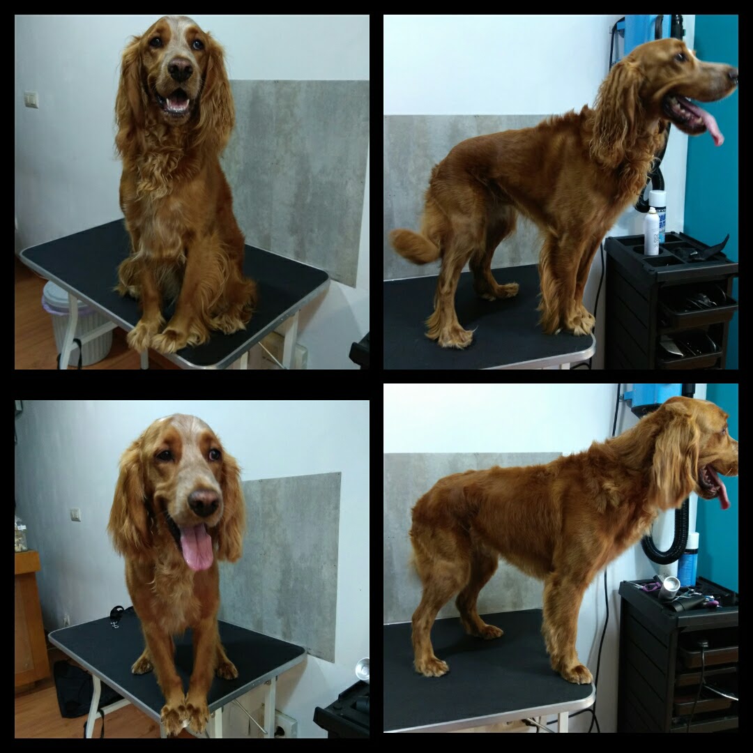 Peluquería Canina Foto 61