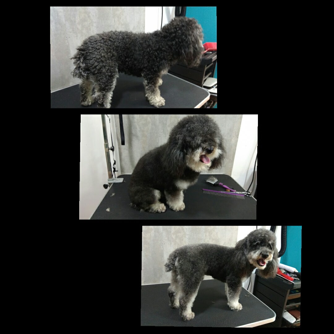 Peluquería Canina Foto 62