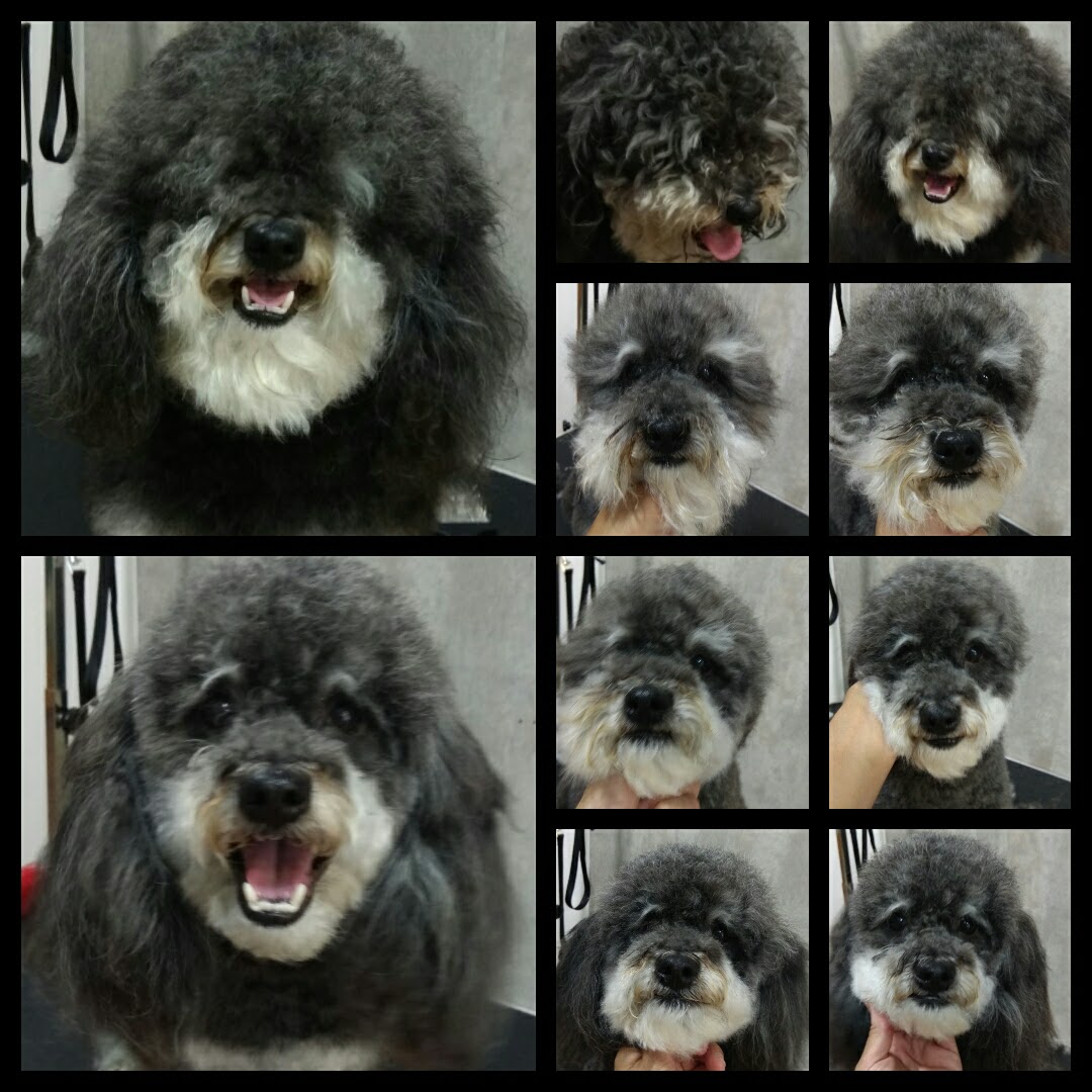 Peluquería Canina Foto 63