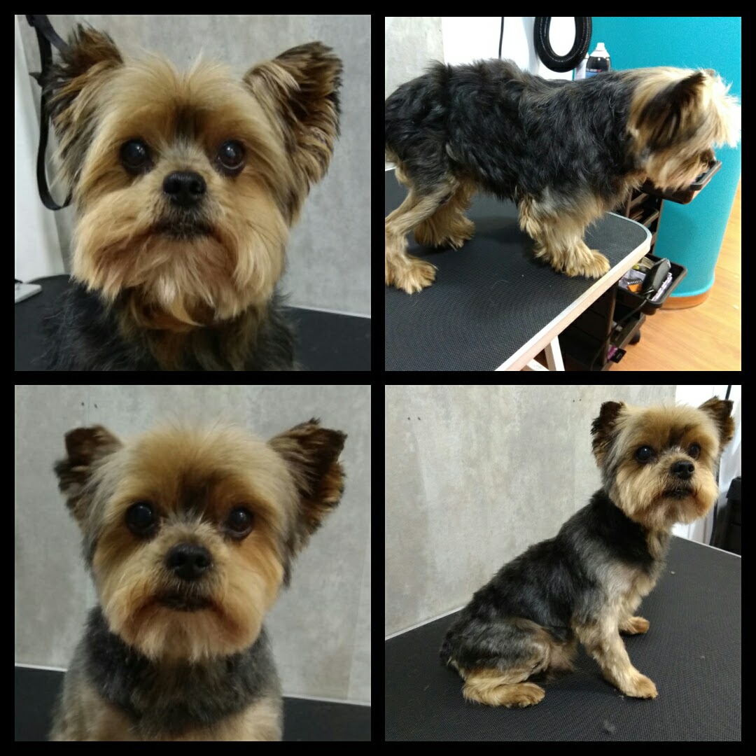 Peluquería Canina Foto 64