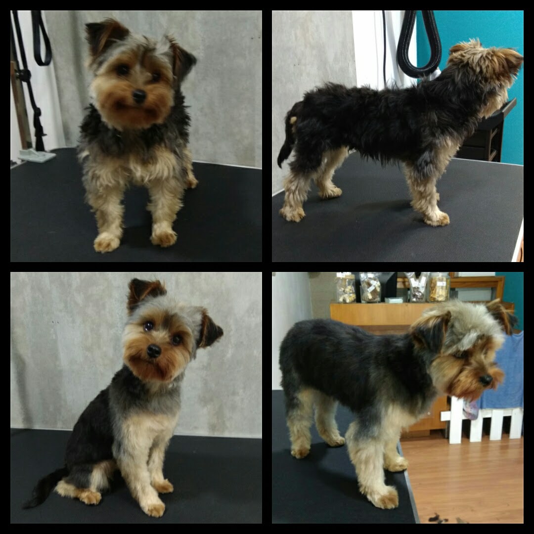 Peluquería Canina Foto 65