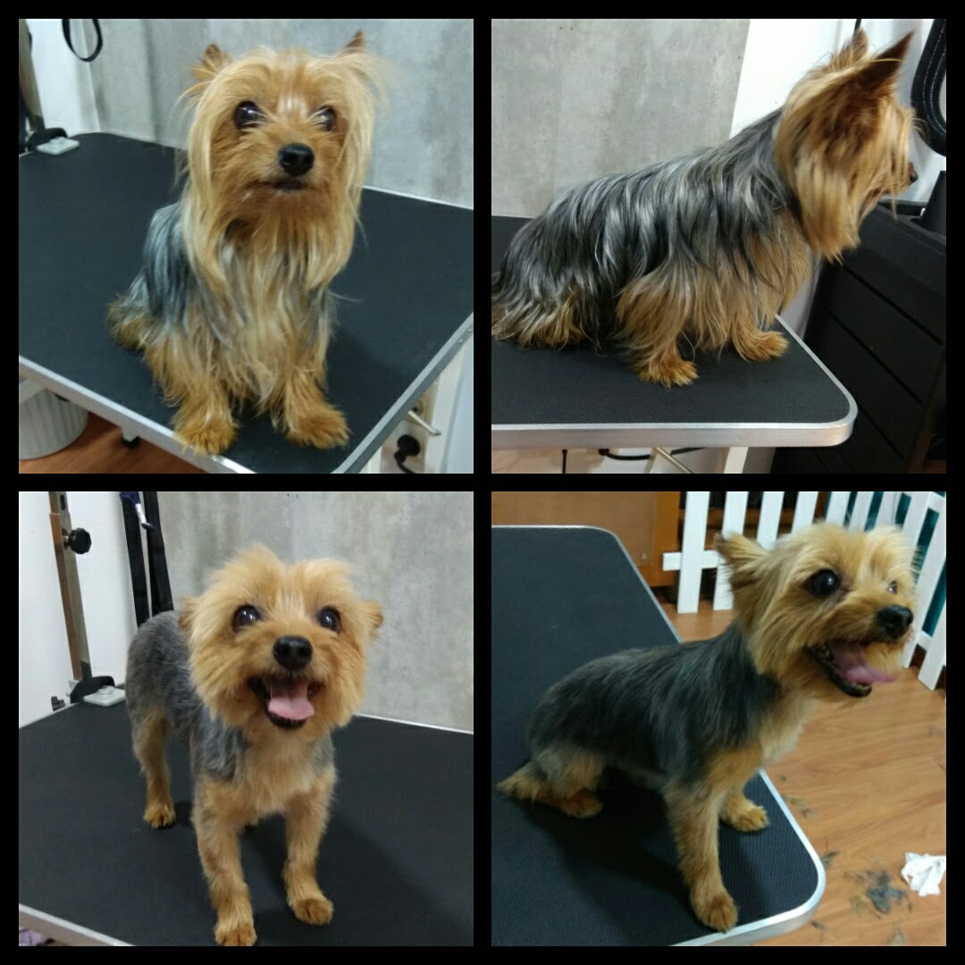 Peluquería Canina Foto 66