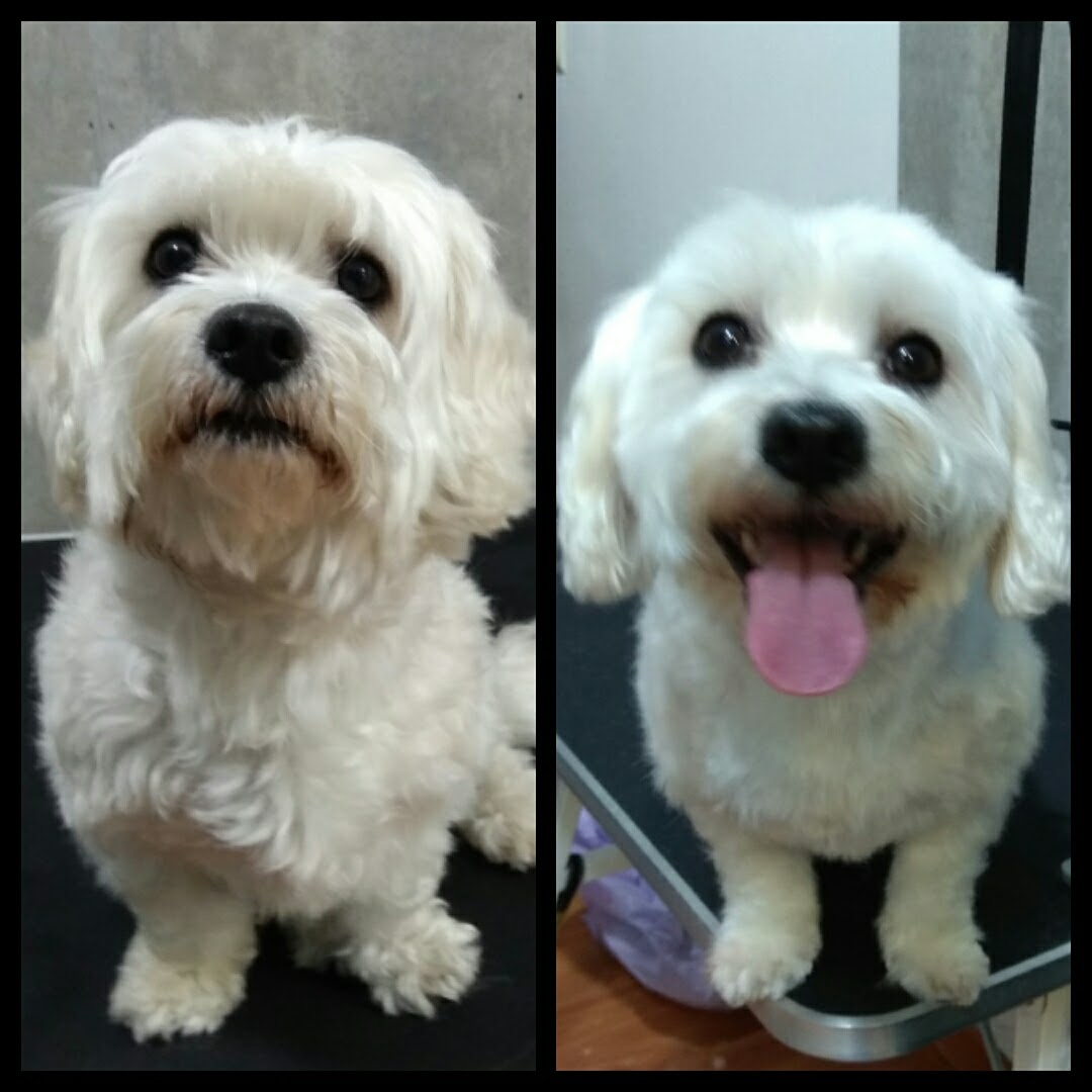 Peluquería Canina Foto 67