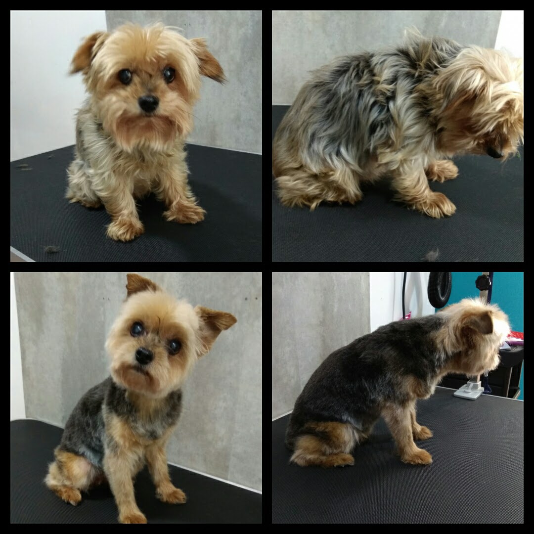 Peluquería Canina Foto 68