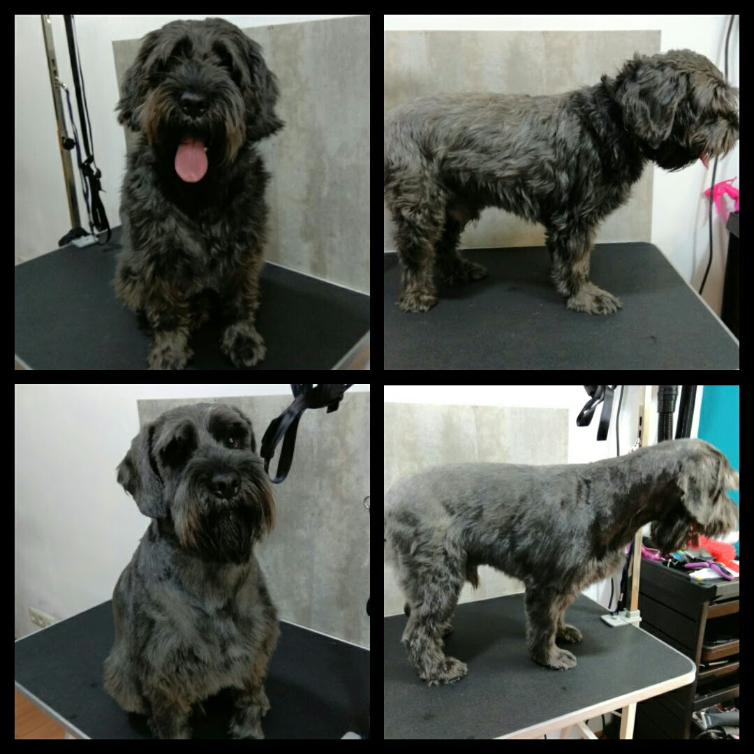 Peluquería Canina Foto 69