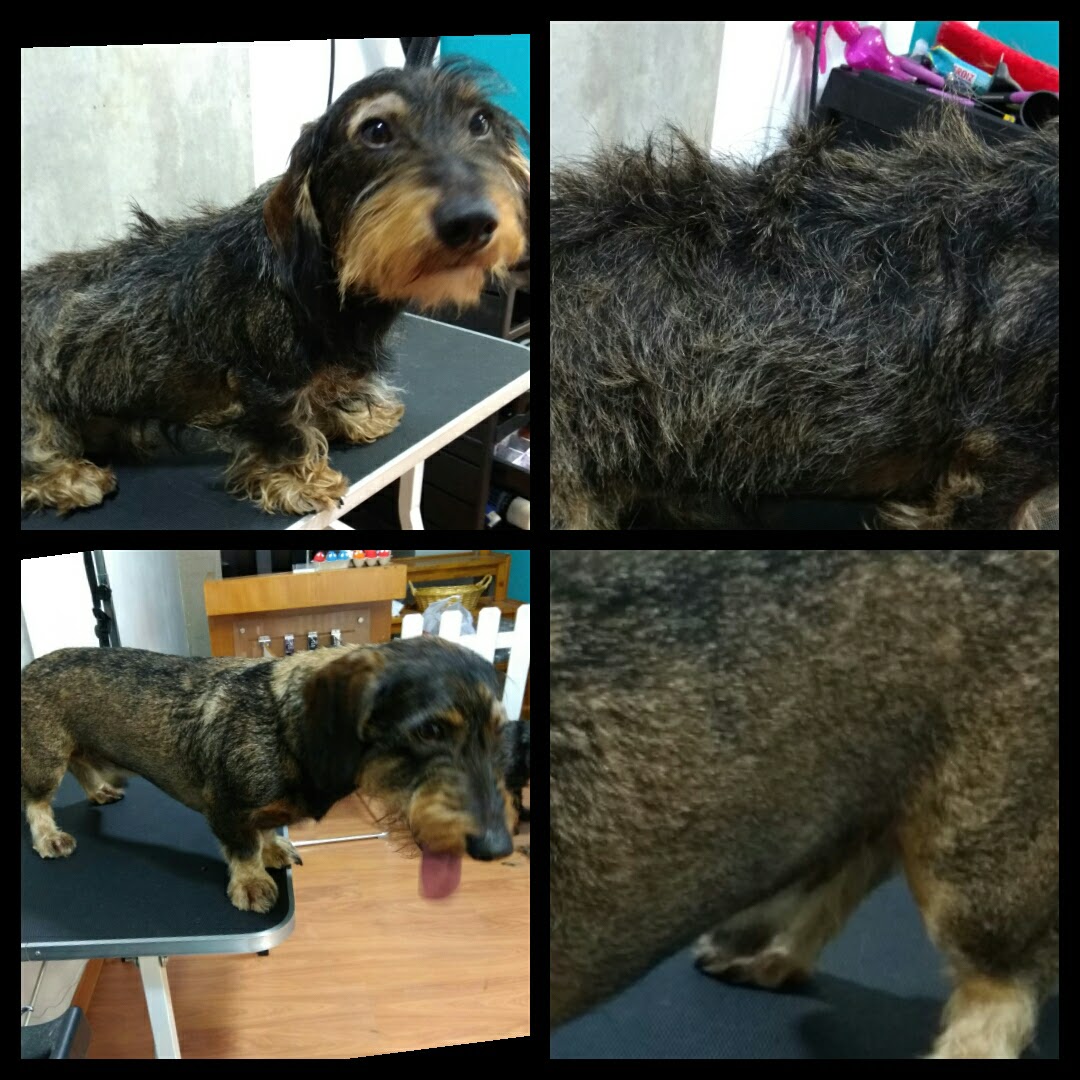 Peluquería Canina Foto 70