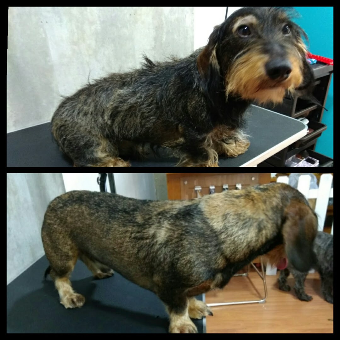 Peluquería Canina Foto 71