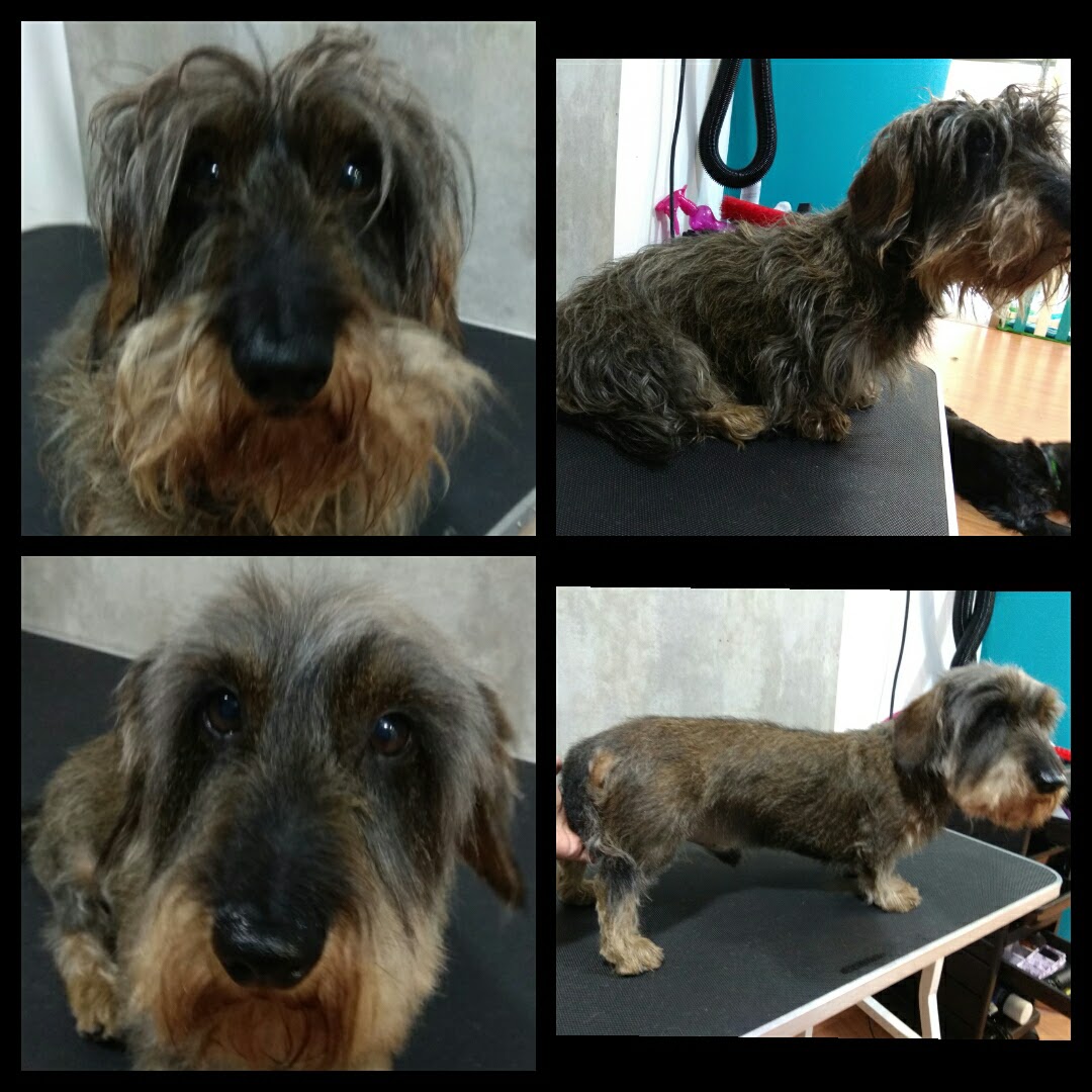 Peluquería Canina Foto 72