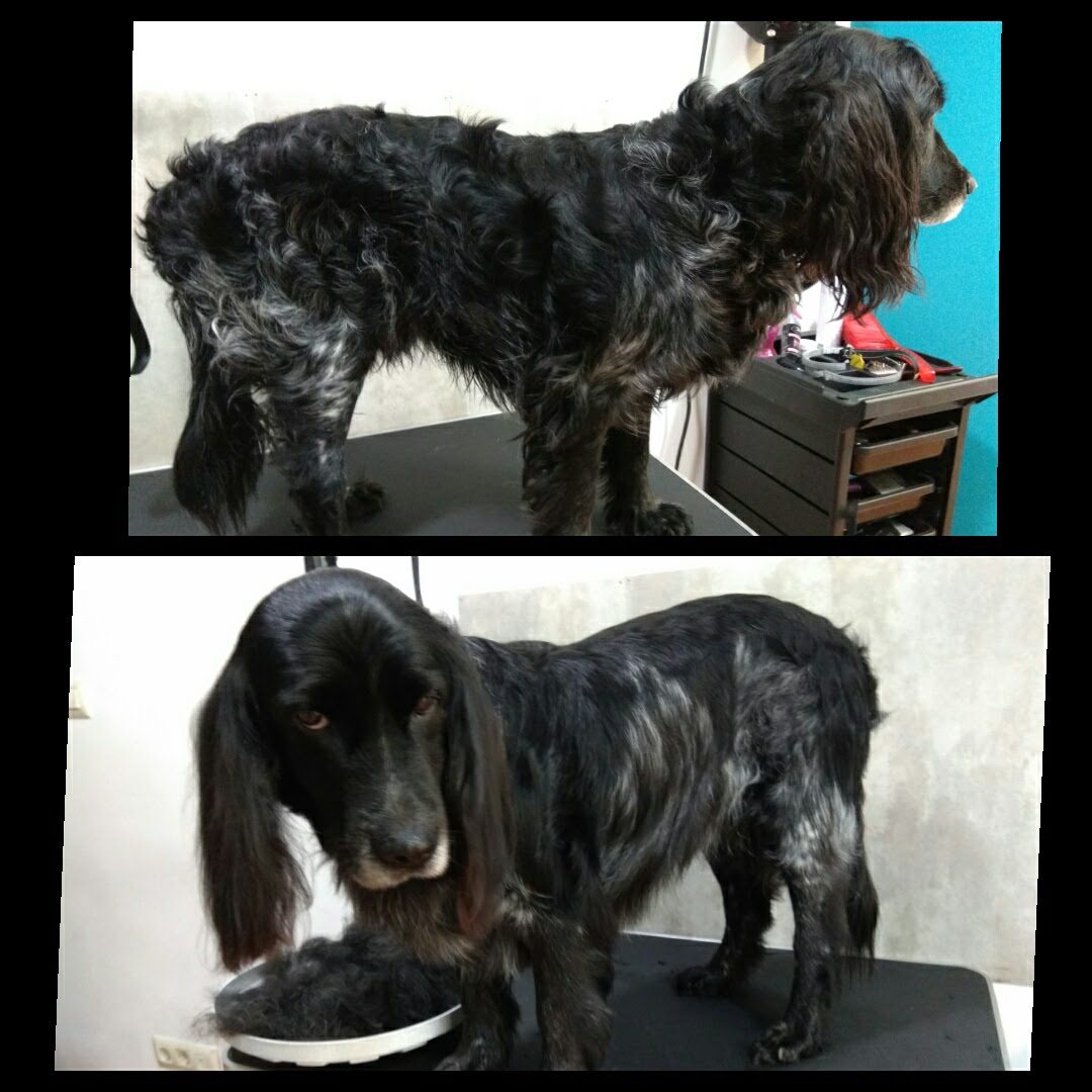 Peluquería Canina Foto 77