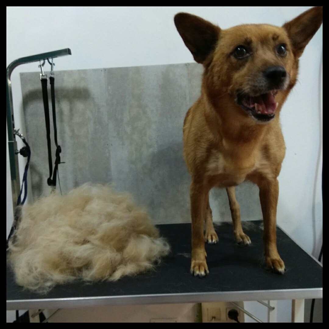 Peluquería Canina Foto 78