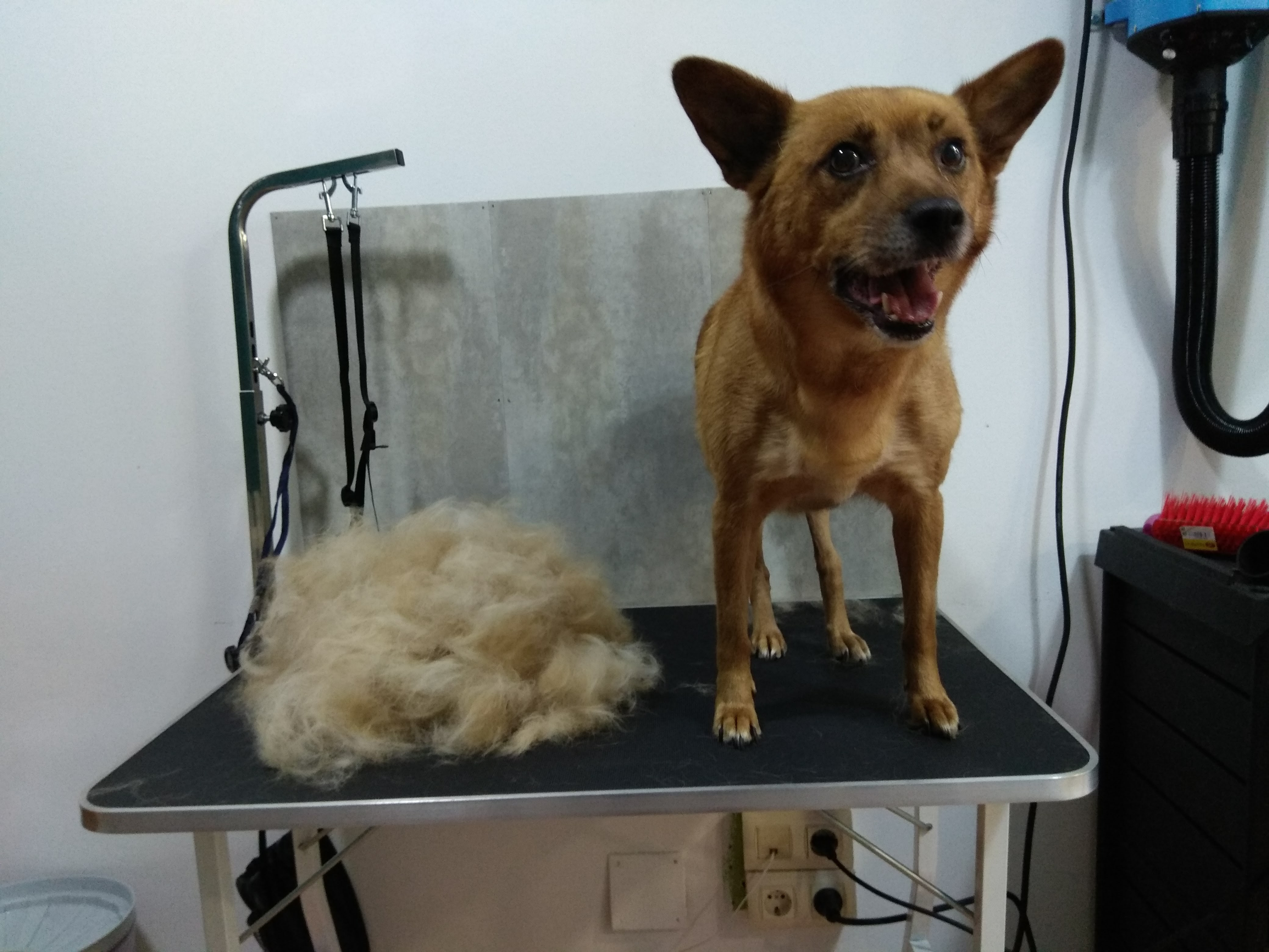 Peluquería Canina Foto 80