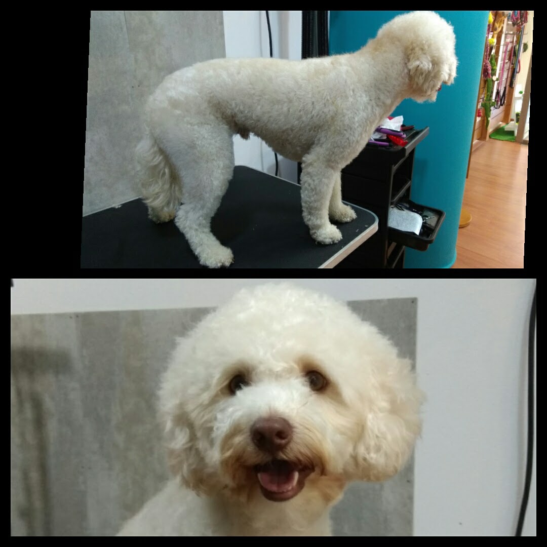 Peluquería Canina Foto 81