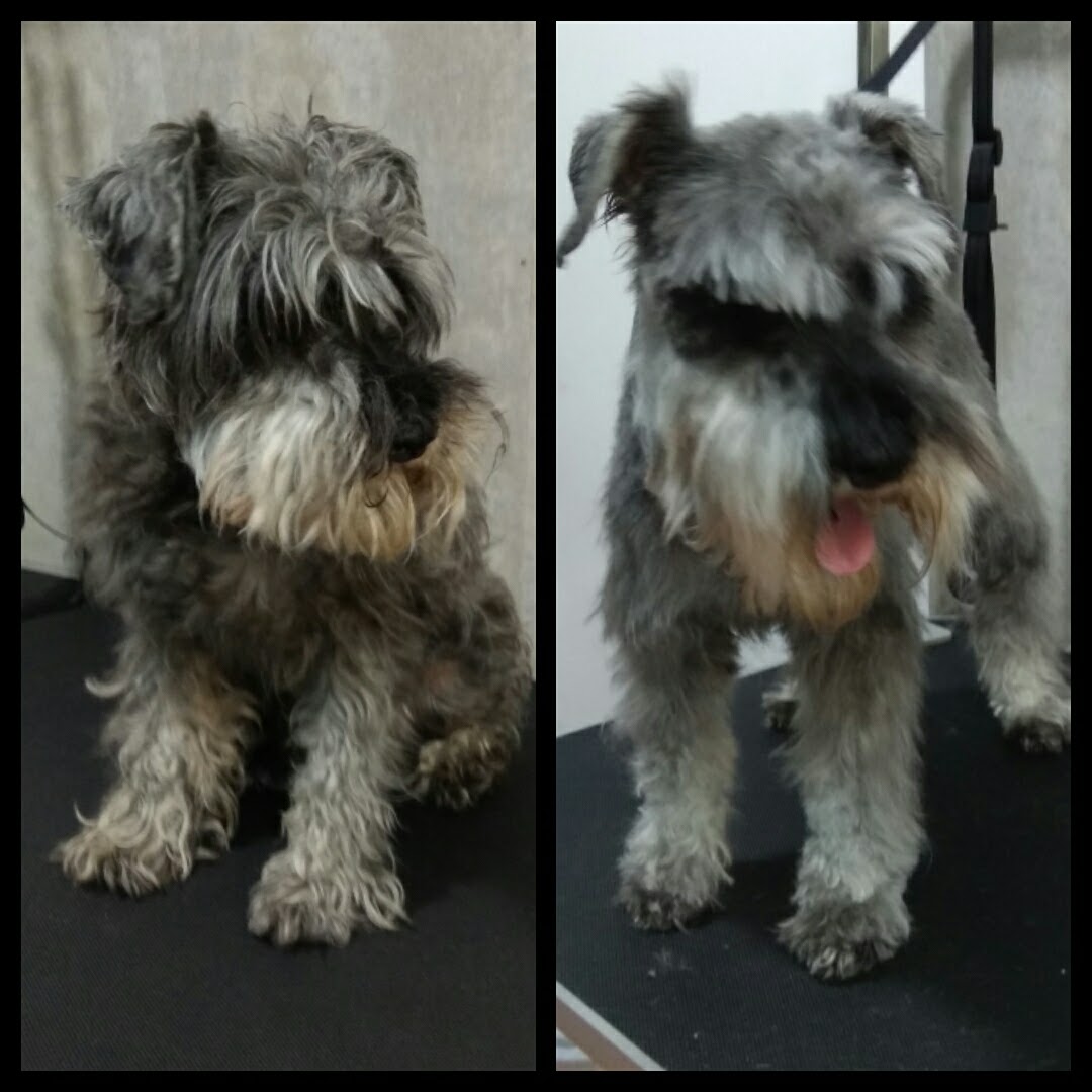 Peluquería Canina Foto 83