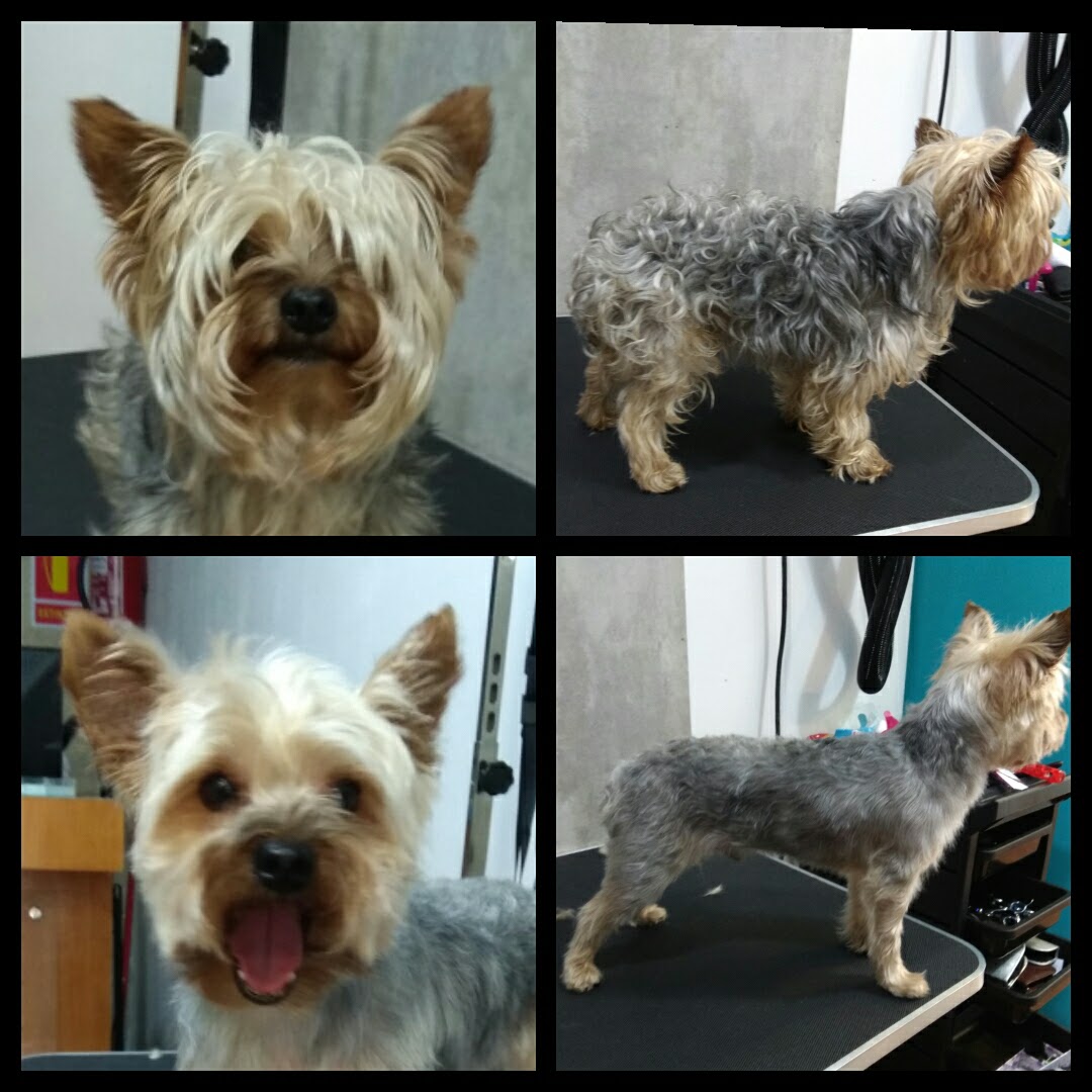 Peluquería Canina Foto 84