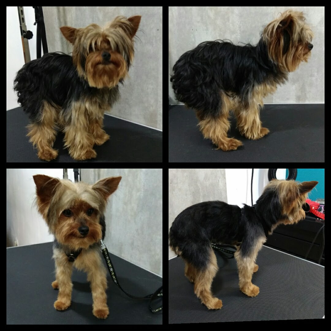 Peluquería Canina Foto 88