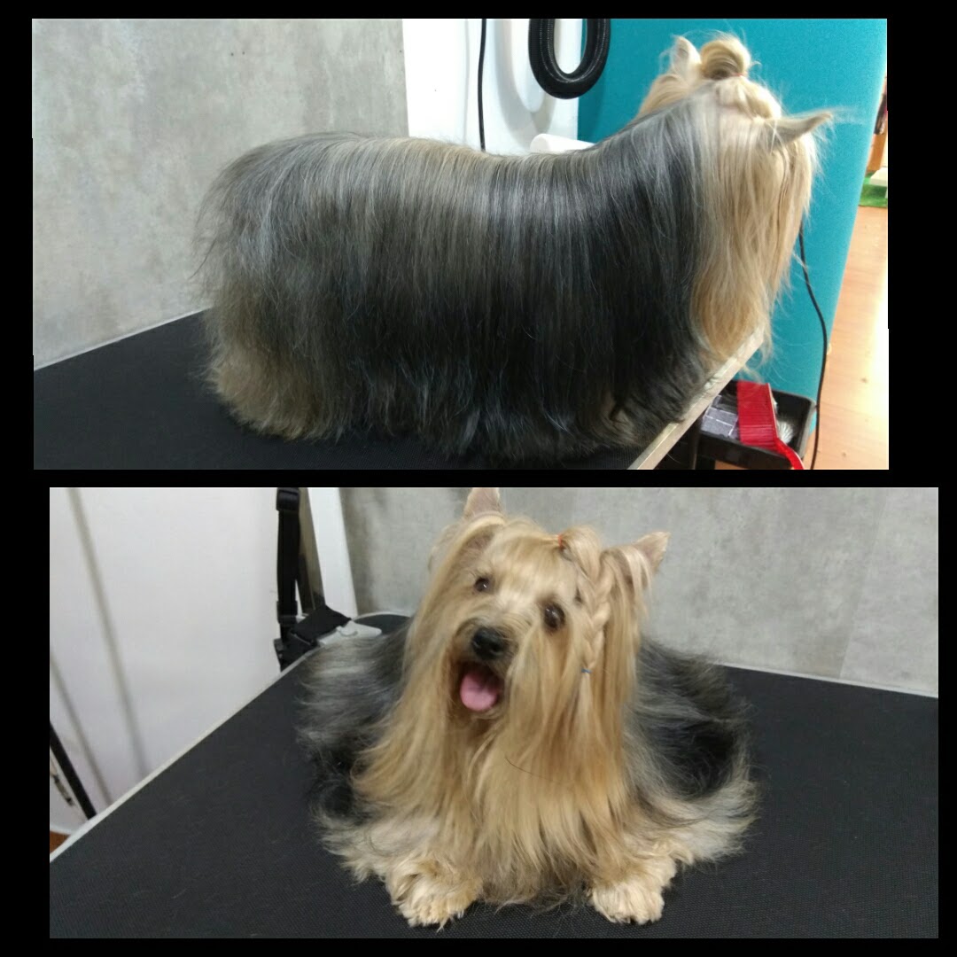 Peluquería Canina Foto 89