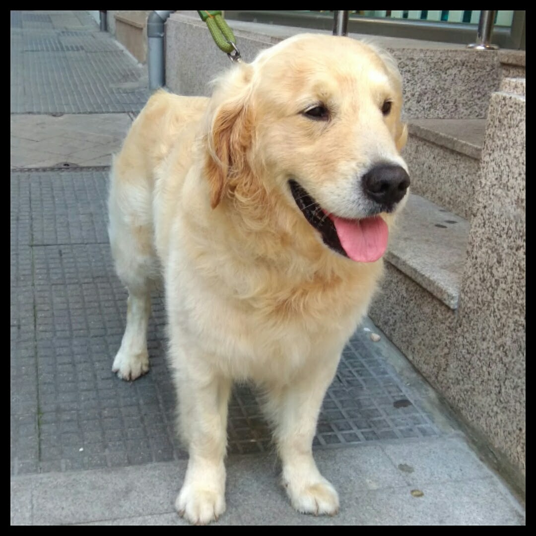 Peluquería Canina Foto 90