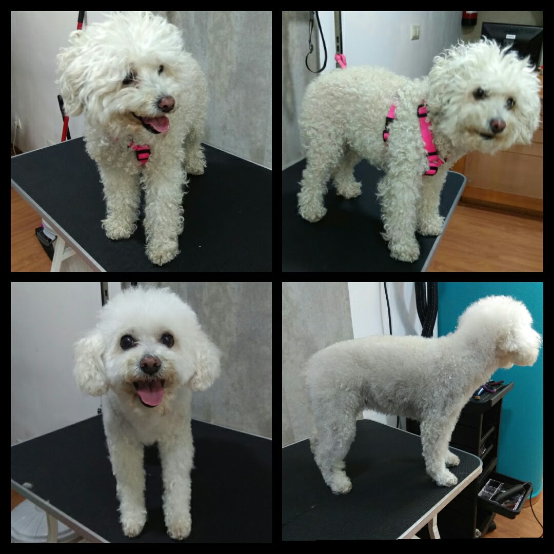 Peluquería Canina Foto 92