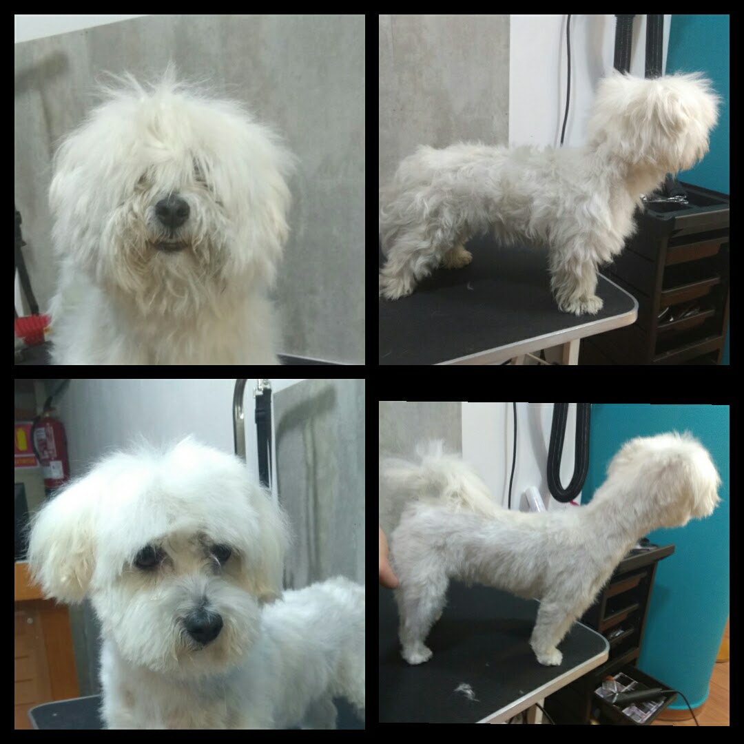 Peluquería Canina Foto 93