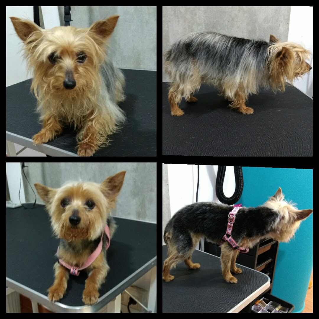 Peluquería Canina Foto 94
