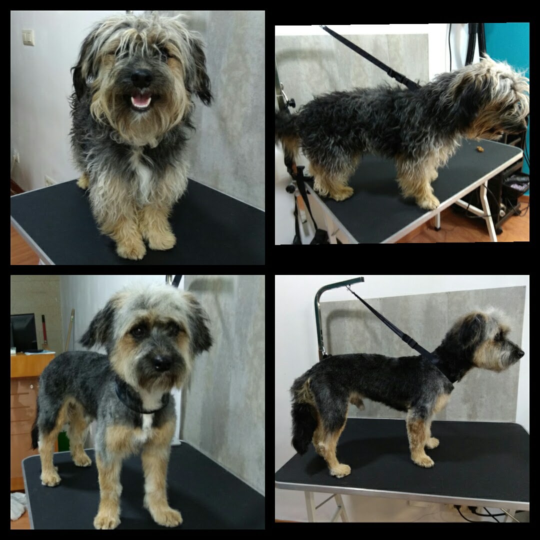 Peluquería Canina Foto 95