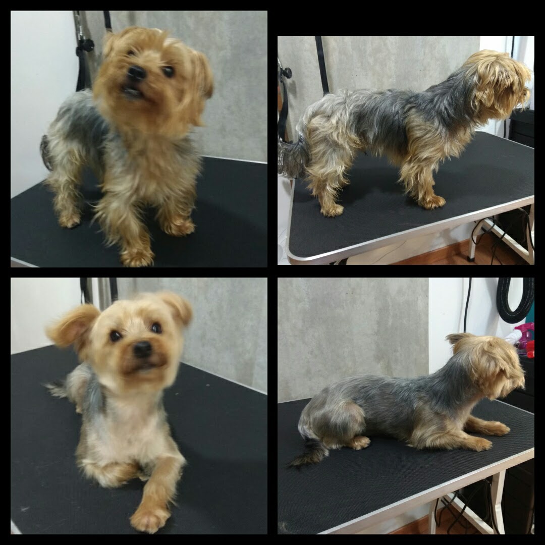 Peluquería Canina Foto 96