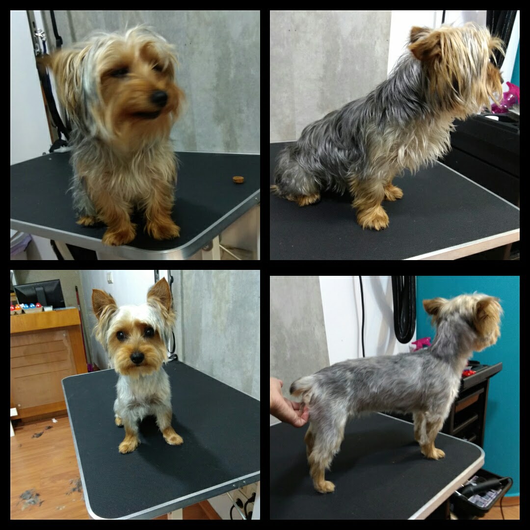 Peluquería Canina Foto 98