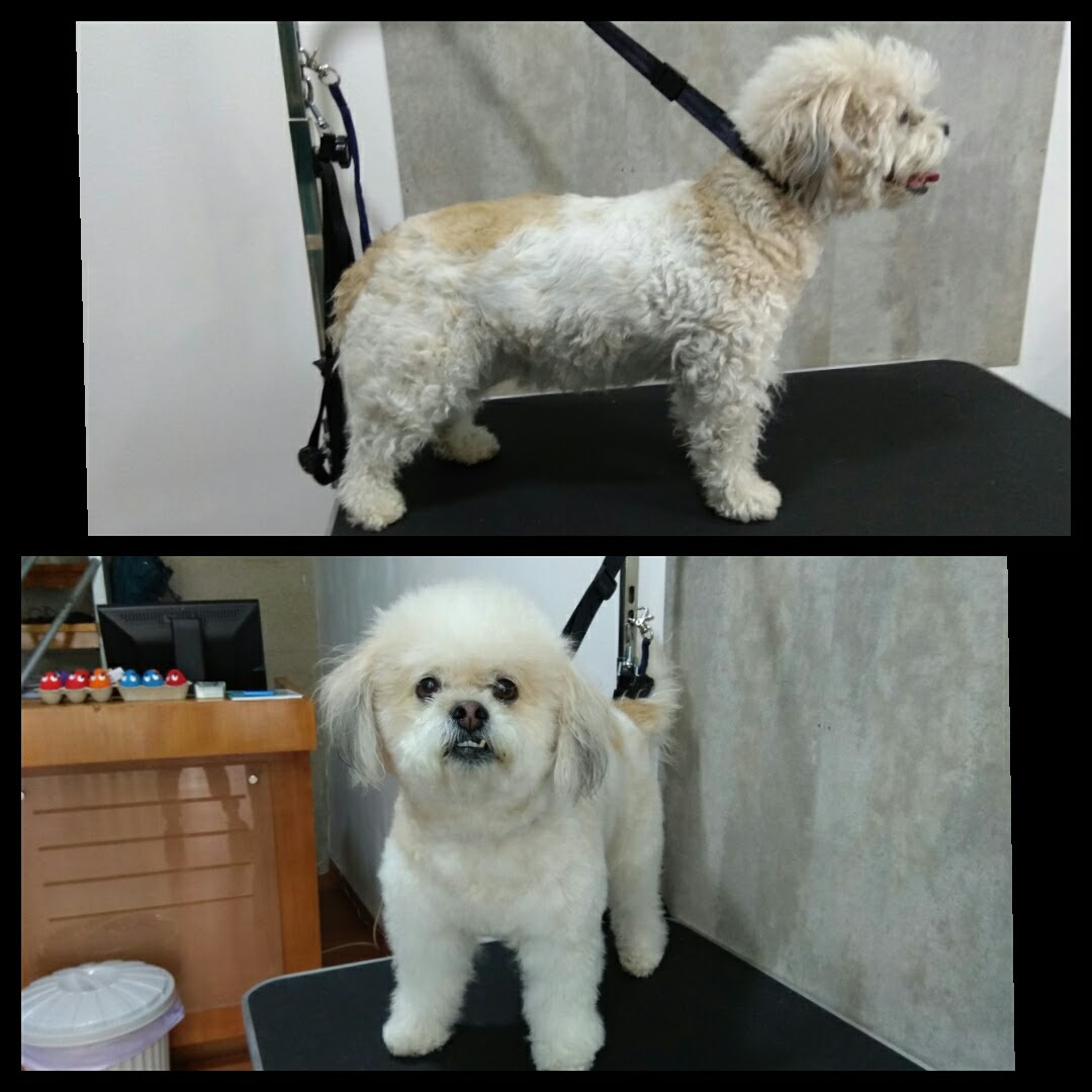 Peluquería Canina Foto 99